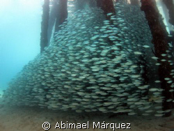 School, Crash Boat Pier, Aguadilla, P.R. by Abimael Márquez 